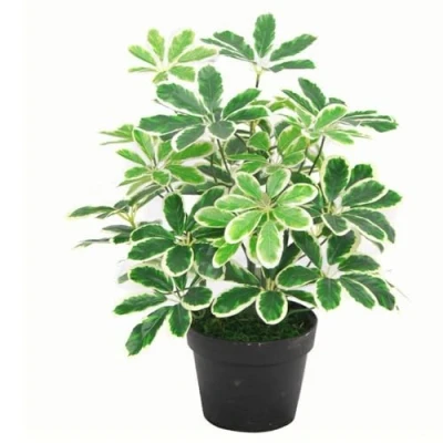 Bild av Leaf Artificiell Arboricola Evergreen växt