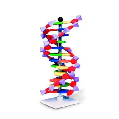 Bild av Molymod DNA Double Helix modell, 12 segment, miniDNA kit
