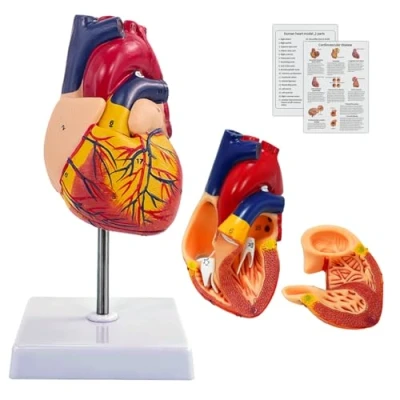 Bild av Mänsklig hjärtmodell för anatomi, 2 delad livsstil hjärtmodeller med 34 anatomiska markeringar och display bas skolundervisning, medicinsk undervisning, display, gåva (hjärtmodell)