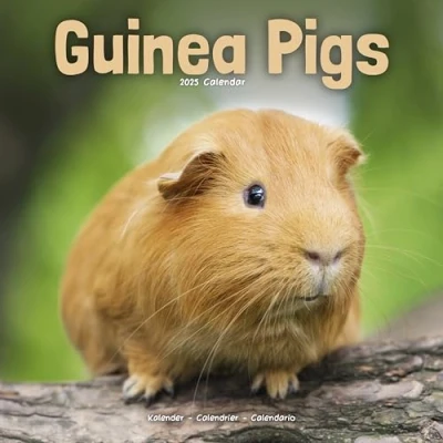 Bild av Guinea Pigs Meerschweinchen 2025 16 Monatskalender: Original Avonside Kalender [Mehrsprachig] [Kalender]