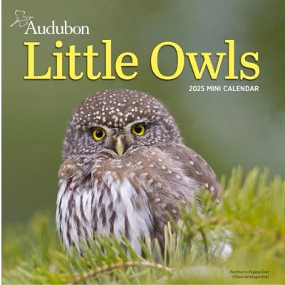 Bild av Audubon Little Owls Mini Wall Calendar 2025: A Year of Fluffy and Round