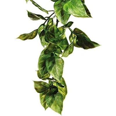 Bild av Exo Terra Amapallo Large