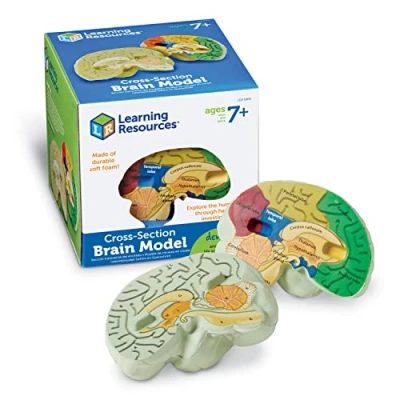 Bild av Learning Resources Soft Foam Cross Section Brain Model