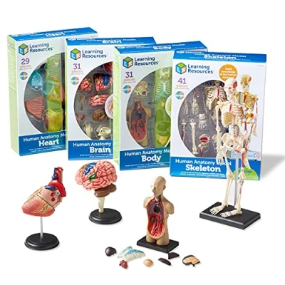 Bild av Learning Resources Anatomi Modeller Bundle Uppsättning