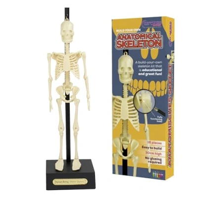 Bild av Anatomiskt skelett