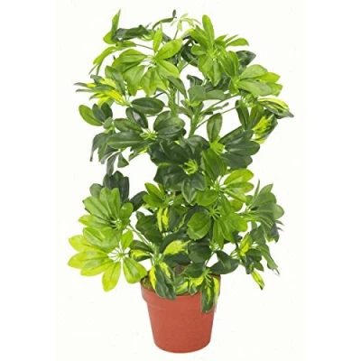 Bild av LEAF 7064 Växt, 55 cm, Grön
