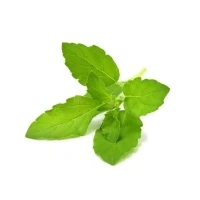 Bild av Click &amp; Grow and Smart Garden Refill 3 pack Holy Basil