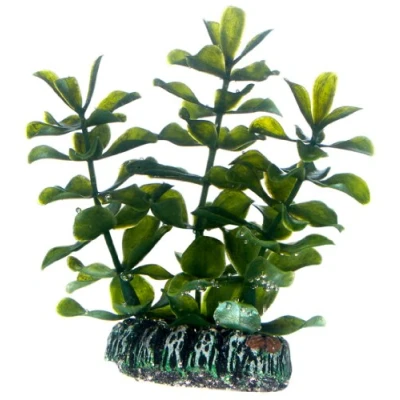 Bild av Dohse Bacopa 7 cm