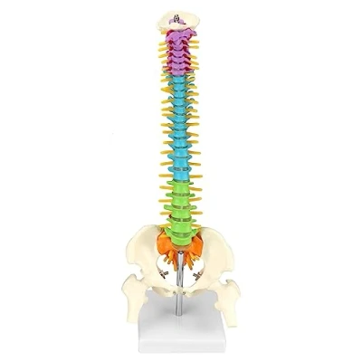 Bild av QWORK Vertebral kolumnmodell med bäcken och låren, Färgglad anatomisk modell för professorer i medicin läkare 45cm