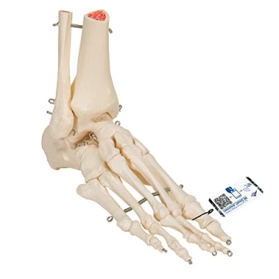 Bild av 3B Scientific Mänsklig anatomi fotstomme med skenben och vadben, dras på tråd + gratis anatomiprogramvara smart anatomy, A31