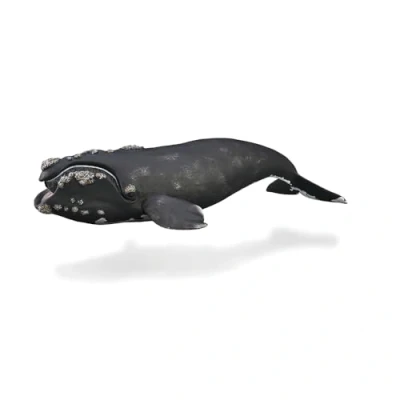 Bild av Collecta Höger val samlarfigur XL storlek (Deqube 90188740)