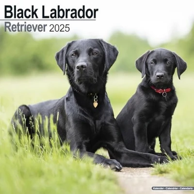 Bild av Black Labrador Retriever Schwarzer 2025 16 Monatskalender: Original Avonside Kalender [Mehrsprachig] [Kalender]