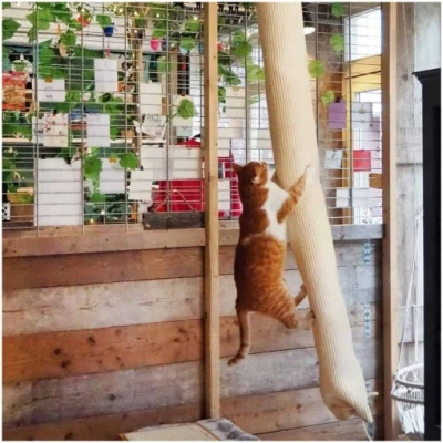 Bild av Klättersäck för katt sisal 180 cm