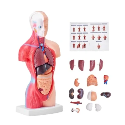 Bild av VEVOR Mänsklig Kroppsmodell, 15 stycken 28 cm, Anatomic Human Torso Skelettmodell med Avtagbara Organ, Pedagogisk Utbildningsmodell för Anatomisk Undervisning