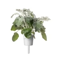 Bild av Click &amp; Grow and Smart Garden Refill 3 pack Dusty Miller