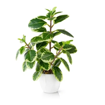 Bild av PASCH® Kamelia inomhusväxt konstgjord (29 cm) i vit keramikkruka: Konstväxter som äkta konstgjorda växter kruka falsk växt krukväxter blommor