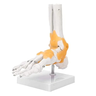 Bild av Fotskelett modell, anatomiskt mönster för fotled i vuxen mänsklig skelett