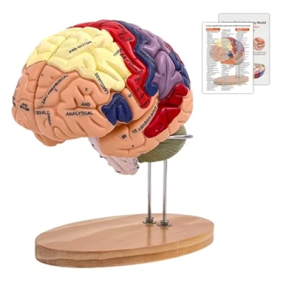 Bild av Människ hjärnmodell för anatomi, 2 x livsstorlek 4 delad mänsklig hjärna anatomisk modell med etiketter och visningsbas, medicinsk undervisning, utbildning, display (hjärnmodell)