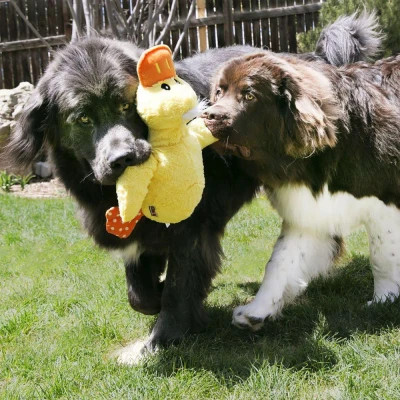 Bild av KONG Jumbo XL Duck Hundleksak